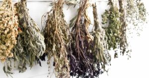 hoe planten oogsten, drogen en bewaren