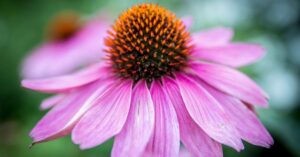 tinctuur echinacea rode zonnehoed