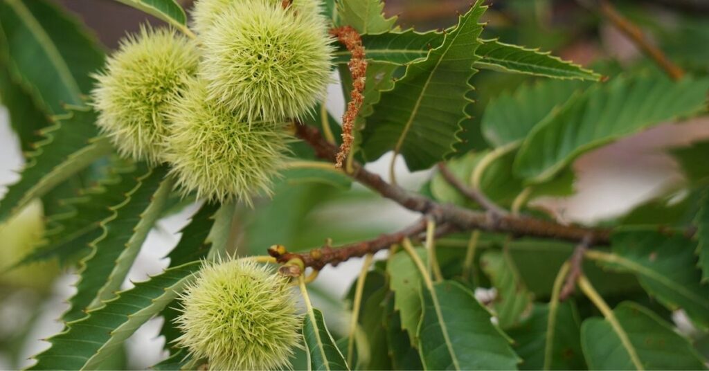 de tamme paardenkastanje
