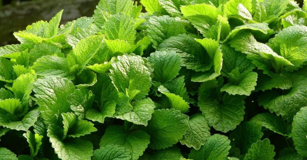 citroenmelisse hooikoorts