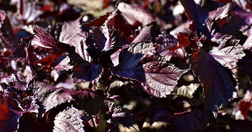 zwarte netel hooikoorts