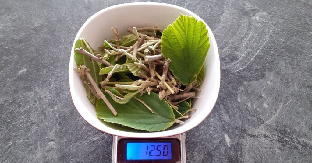 Amerikaanse toverhazelaar bladeren en twijgen