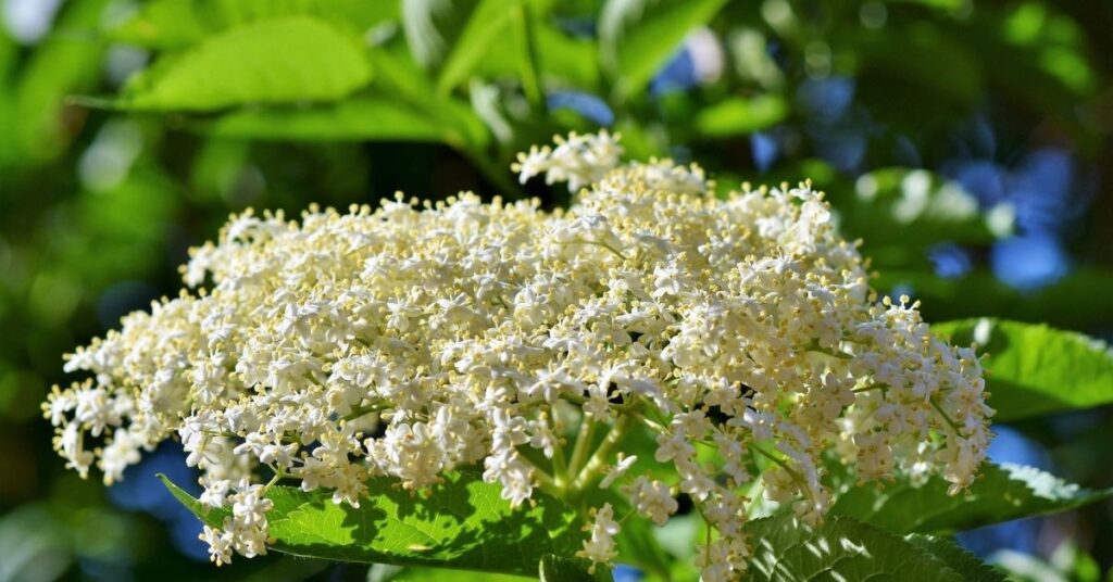 zwarte vlier bloesem