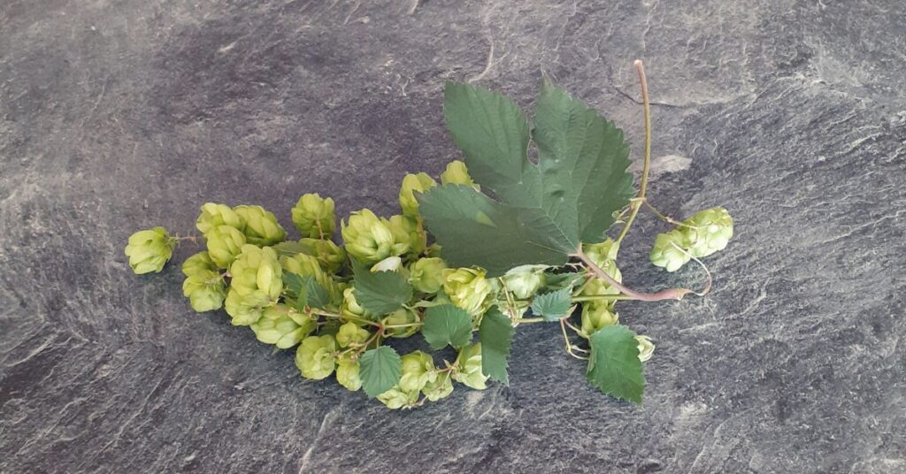 hopbellen