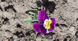 driekleurig viooltje