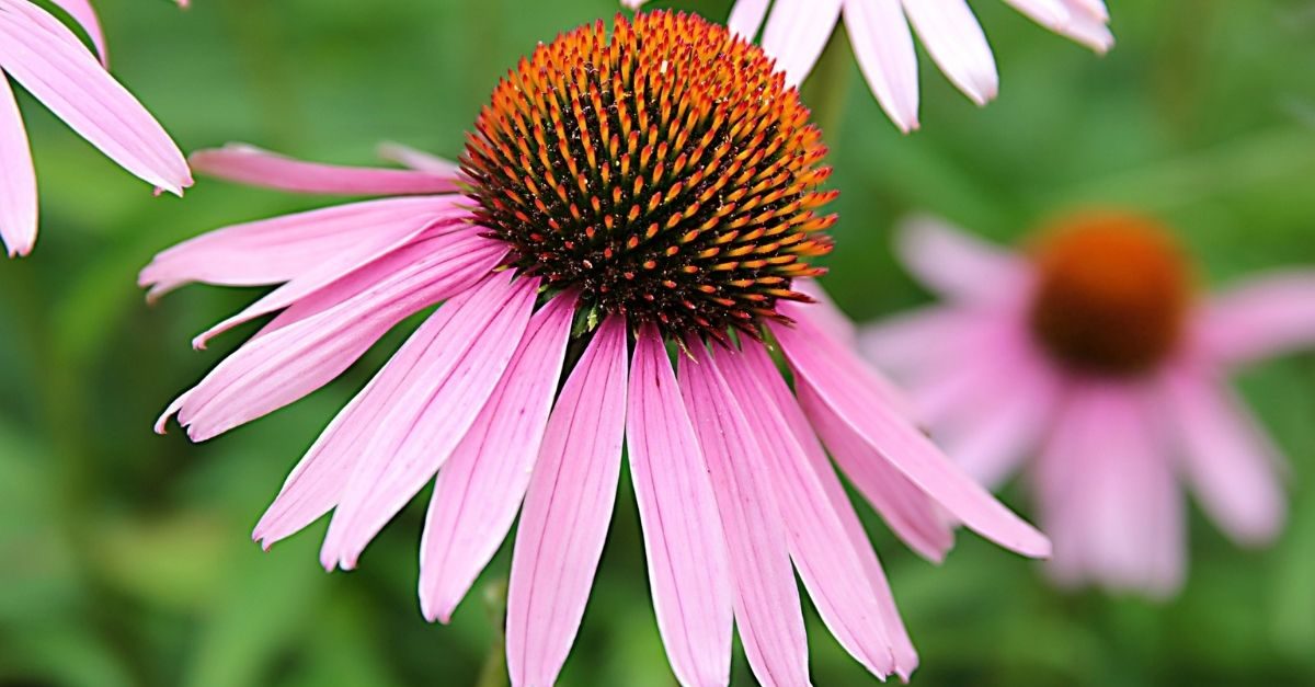 kan-Echinacea-purpurea-rode-zonnehoed-je-weerstand-verhogen