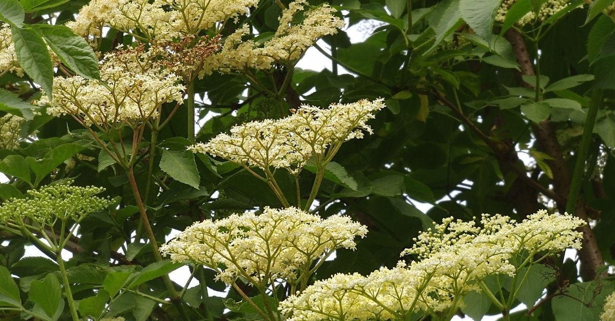 gezondheidsvoordelen zwarte vlier