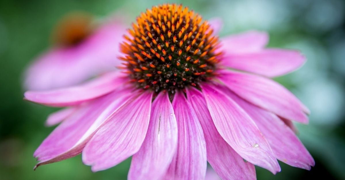 tinctuur echinacea rode zonnehoed