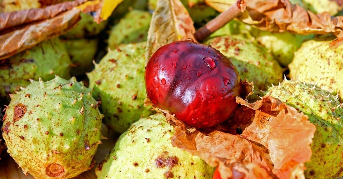 wilde paardekastanje