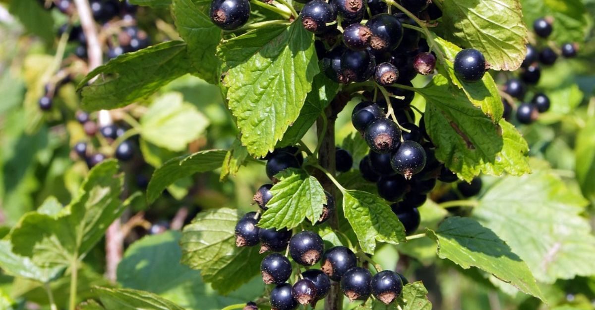 zwarte bessen